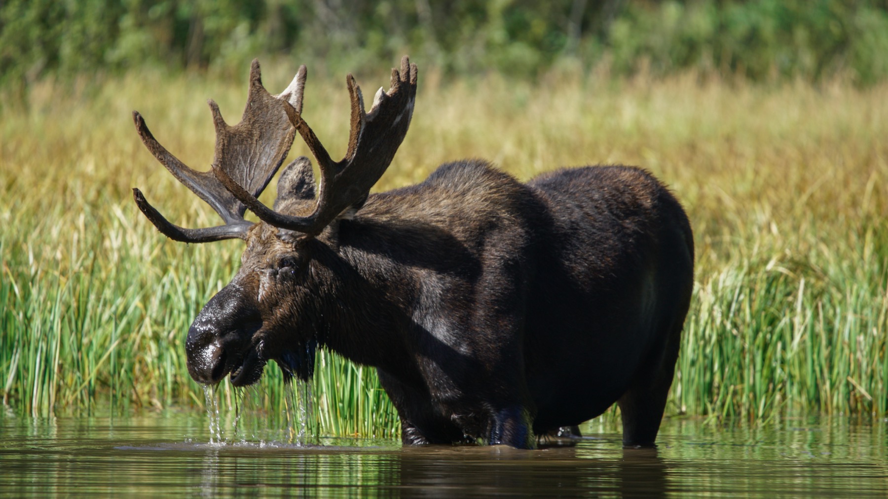 Moose wildlife photography